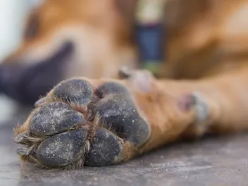 Pododermatitis in Dogs: Our Vet Explains The Causes, Signs & Treatment Options