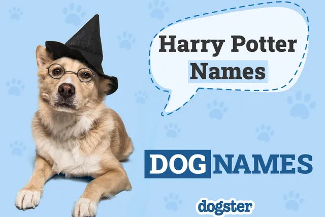 150 Harry Potter Dog Names: Wizard Inspiration for Your Pet
