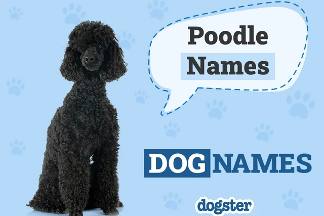 150+ Poodle Names: Cute, Classy & Popular Ideas