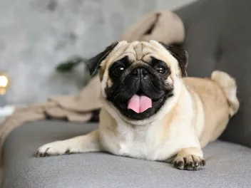 Are Pugs Smart? Breed Intelligence Explained