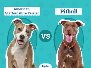 American Staffordshire Terrier vs Pit Bull: The Differences (With Pictures)