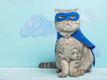 10 Famous Superheroes Inspired by Dogs & Cats (With Pictures)