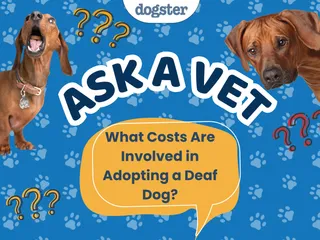 Ask Dr. Paola - HELP! What Costs Are Involved in Adopting a Deaf Dog? (August 10, 2026)