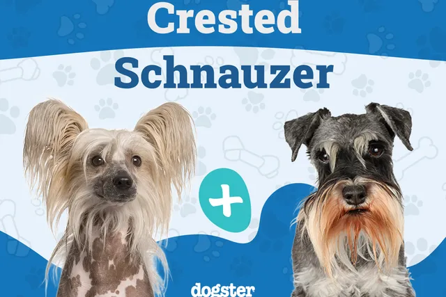 Crested Schnauzer Dog Breed: Info, Pictures, Care & More