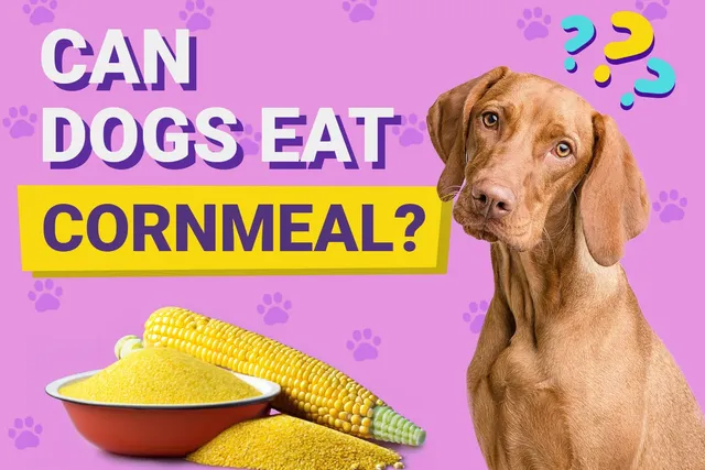 Can Dogs Eat Cornmeal? Vet-Verified Facts