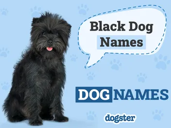 350+ Black Dog Names: Brilliant & Unique Ideas