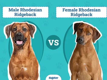 Male vs Female Rhodesian Ridgeback: What’s The Difference (With Pictures, Vet-Reviewed)