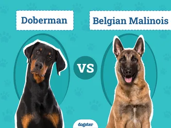 Doberman vs Belgian Malinois: The Differences (With Pictures)