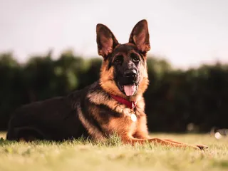 Rin Tin Tin: The Story of an International Dog Star