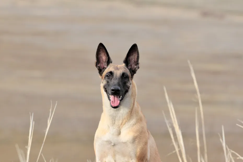 Portrait of a beautiful dog breed Belgian Shepherd Malinois on nature