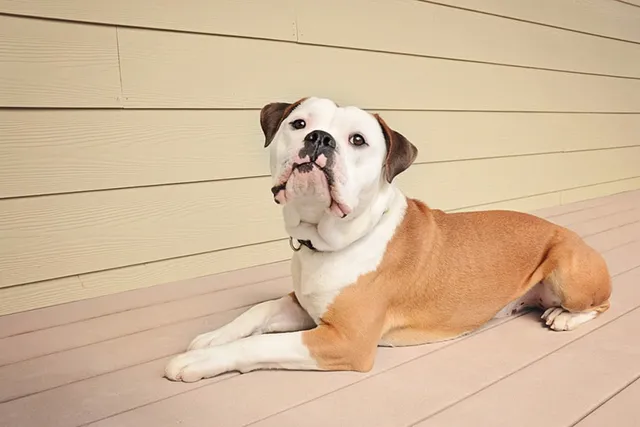 Are English Bulldogs Able to Breed Naturally? Vet-Verified Facts to Know