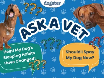 Ask Dr. Paola - Help! My Dog's Sleeping Habits Have Changed! (May 18, 2026)