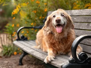 How Old Is 15 in Dog Years? Vet-Approved Guide to Each Size of Dog