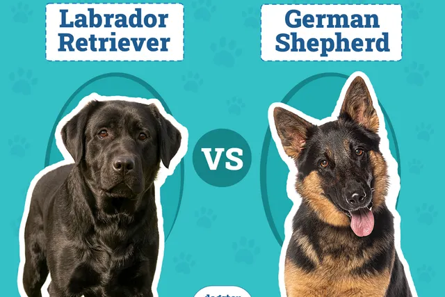 Labrador Retriever vs. German Shepherd: Key Differences (With Info & Pictures)