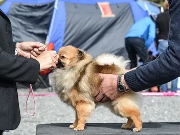 How to Become a Show Dog Handler: 5 Expert Tips