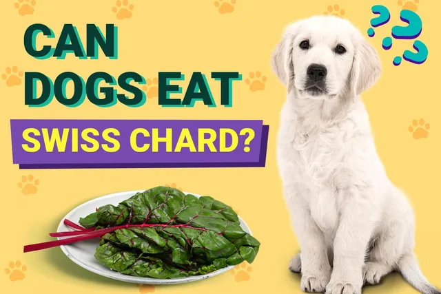 Can Dogs Eat Swiss Chard? Vet-Verified Nutrition Facts & Risks