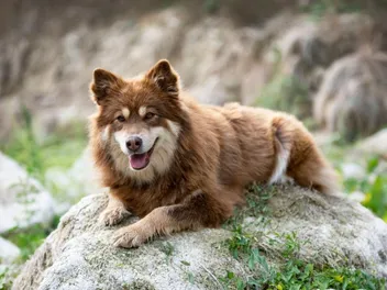 10 Scandinavian Dog Breeds (With Info & Pictures)