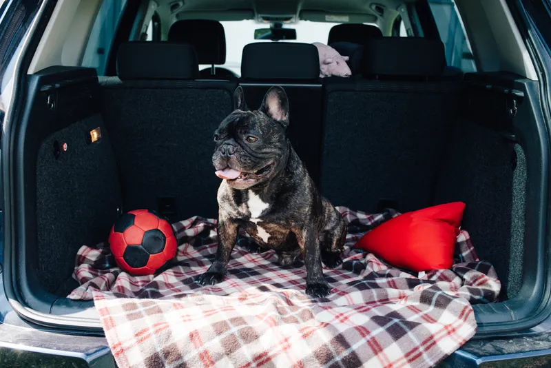 bulldog at the back of the car