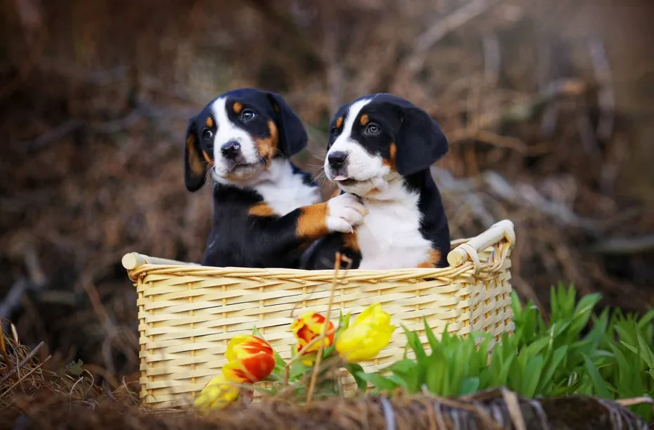 Greater Swiss Mountain Dog in the basket_SubertT_shutterstock