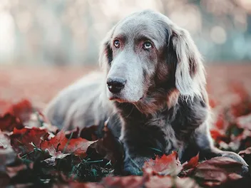 Long-Haired Weimaraner: Info, Pictures, History & Facts