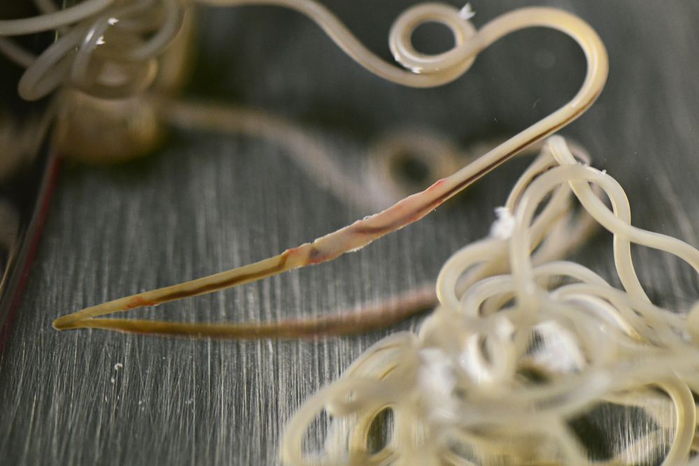 heartworm removed from dog