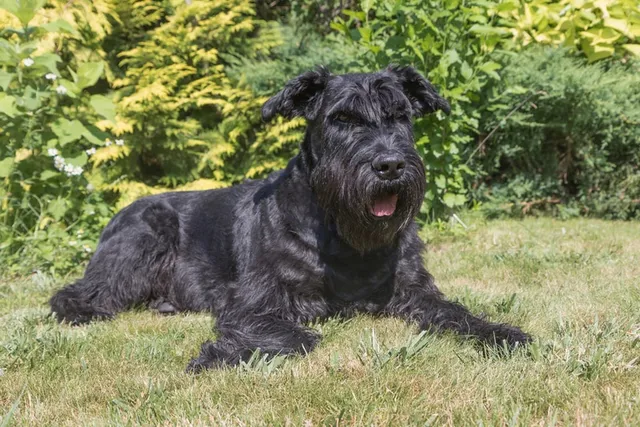 9 Hypoallergenic Herding Dogs: Vet-Verified Guide With Pictures