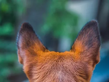 Can Dogs Hear Better Than Cats? Vet-Verified Facts & FAQ
