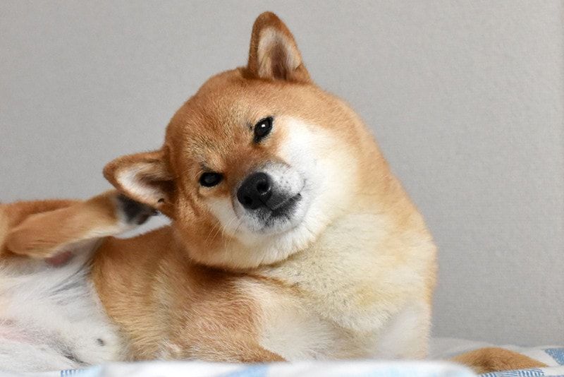 shiba inu dog scratches its ear