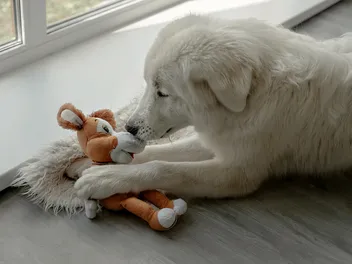 Why Does My Dog Treat Their Toy Like a Baby? 4 Vet-Verified Reasons