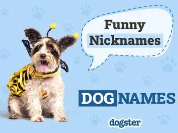 110 Nicknames for Dogs: Funny & Unique Things to Call Your Pet