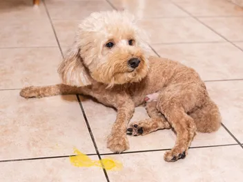 Why Is My Dog Vomiting Yellow? Reasons & What to Do (Vet Answer)