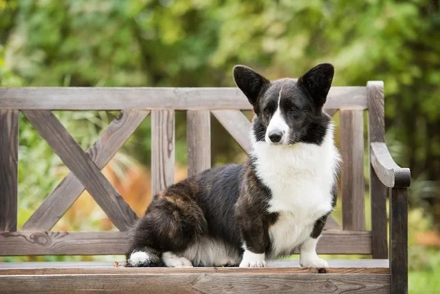 How Much Do Cardigan Welsh Corgis Cost? 2026 Price Guide
