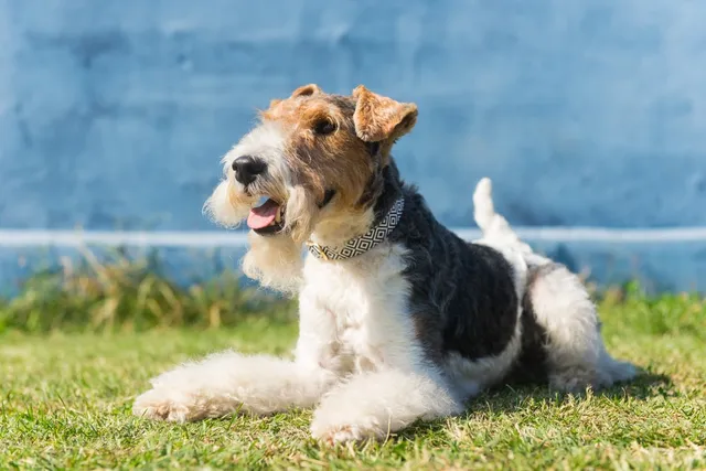 Wire Fox Terrier: Dog Breed Info, Pictures, Care & Traits