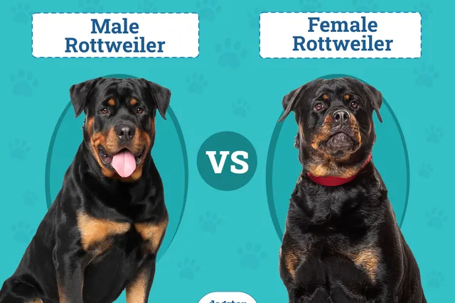 Male vs. Female Rottweilers: The Difference (With Pictures)