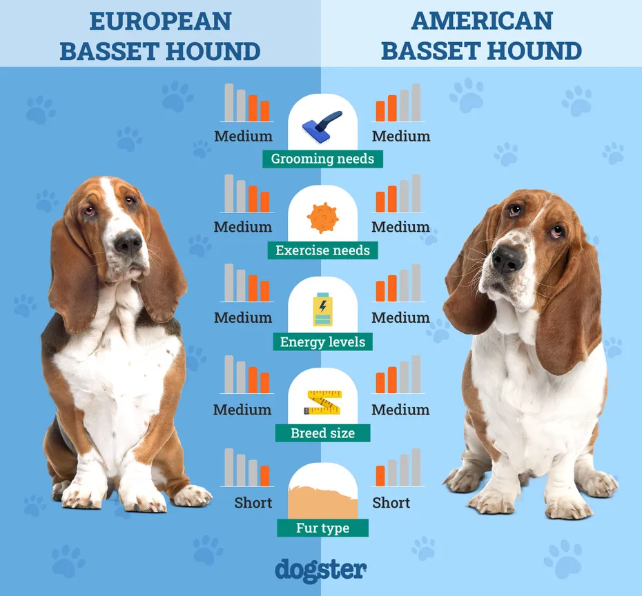Dogster_Side by Side Comparison_European Basset Hound vs American Basset Hound