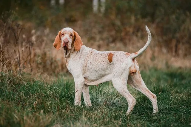 Bracco Italiano: Dog Breed Info, Pictures, Traits & Care