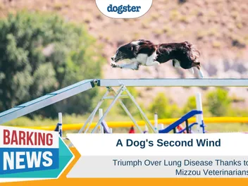 A Dog's Second Wind: Triumph Over Lung Disease Thanks to Mizzou Veterinarians