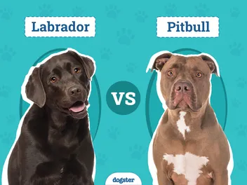 Labrador vs Pitbull: The Differences (With Pictures)
