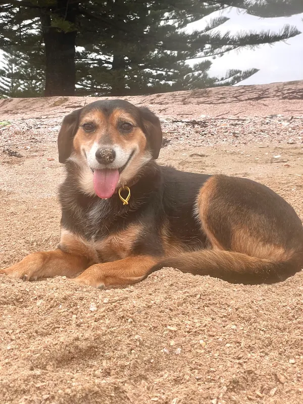 Rosa on the sand