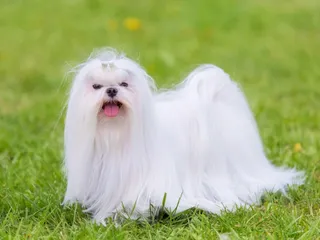 Maltese Dog Breed: Info, Pictures, Facts & Traits