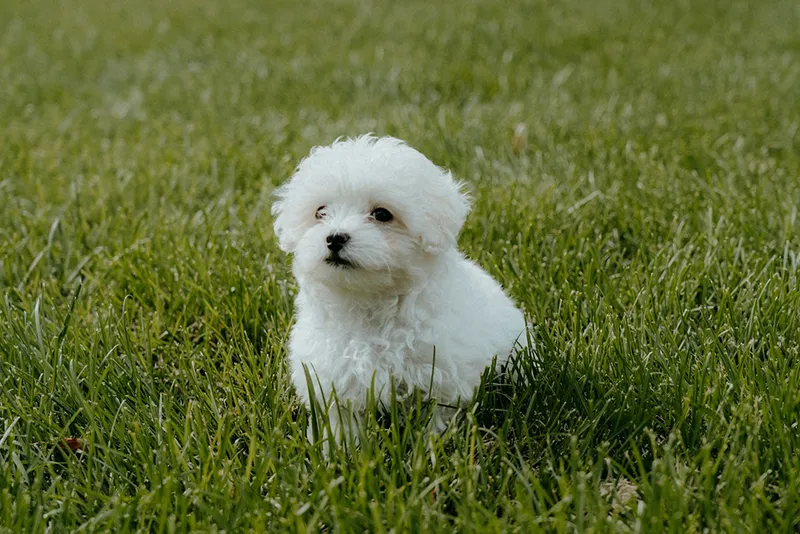 white teacup maltipoo dog on the grass