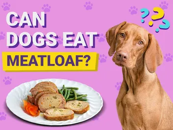 Can Dogs Eat Meatloaf? Vet-Verified Facts & Healthy Diet Tips