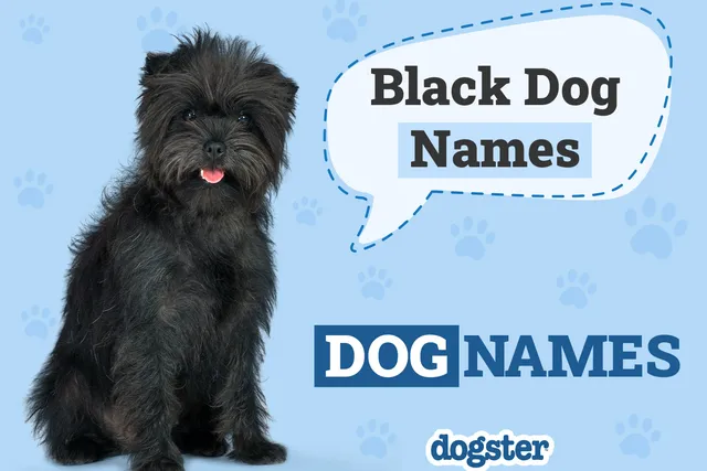 350+ Black Dog Names: Brilliant & Unique Ideas