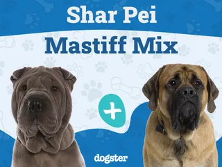 Shar Pei Mastiff Mix Breed: Info, Pictures, Care & More