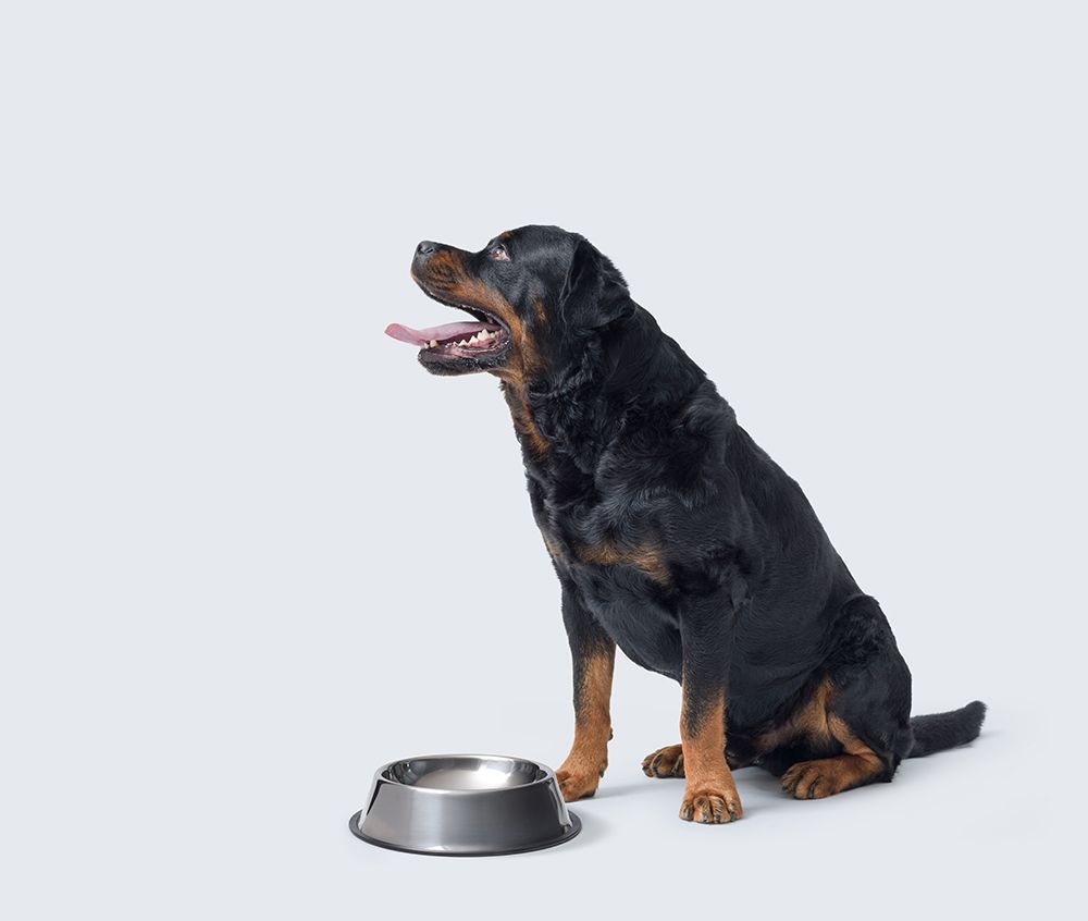 rottweiler dog sitting next to an empty bowl