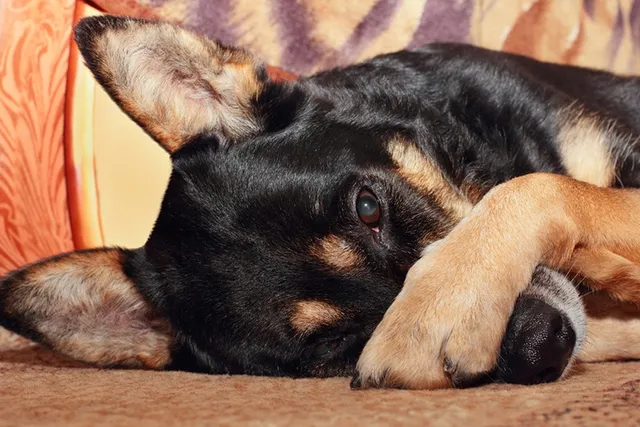 Why Do Dogs Cover Their Faces With Their Paws? 6 Common Reasons