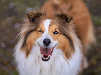 How Much Does a Sheltie Cost? 2026 Price Guide