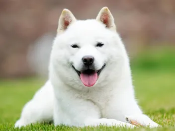 15 Unique Dogs With Pointy Ears (With Pictures)