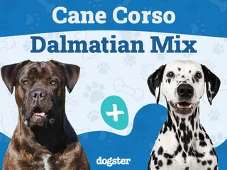Cane Corso Dalmatian Mix: Info, Pictures, Care & More