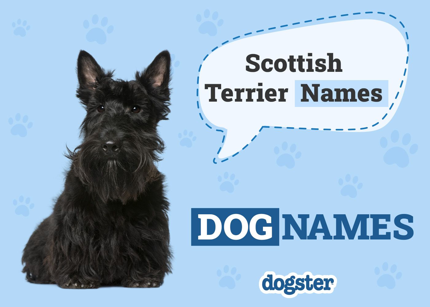 200+ Popular & Unique Scottish Terrier Names
